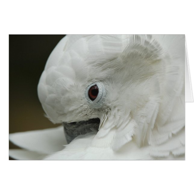 Norteamérica, Estados Unidos, Florida, San Agustín (Anverso (Horizontal))