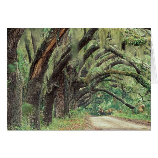 Norteamérica, Estados Unidos, Georgia, Cumberland  (Anverso (Horizontal))