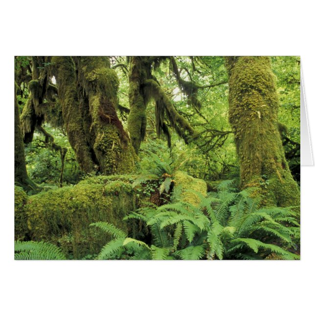 Norteamérica, Estados Unidos, Washington, Olimpiad (Anverso (Horizontal))