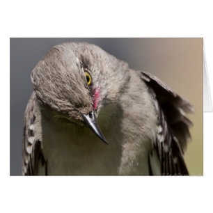 Northern Mockingbird toma ropa de vaca y regalos