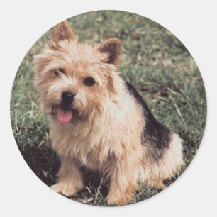 Norwich Terrier Pegatina