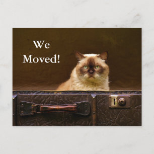 ¡Nos movimos! Nuevo gato de la invitación de la