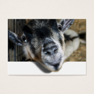 Nosy Goat mirando hacia afuera
