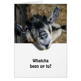 Nosy Goat mirando hacia arriba