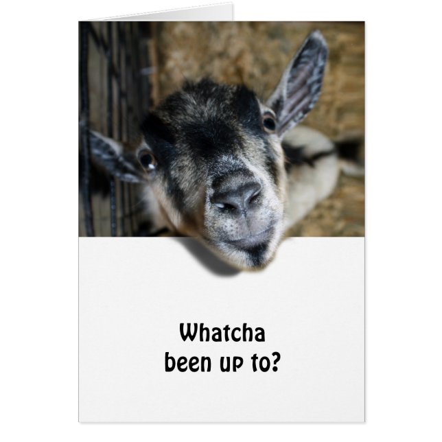 Nosy Goat mirando hacia arriba (Frente)