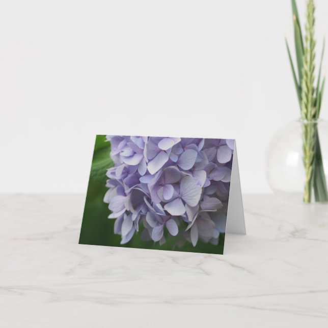 Nota de fotografía de flor de Hortensia Azul Dulce (Anverso)