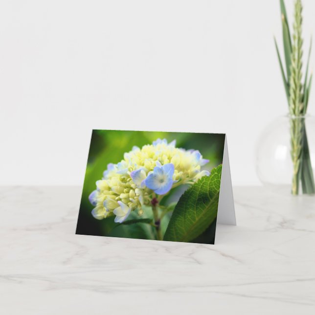 Nota de fotografía de flor de hortensia azul suave (Anverso)
