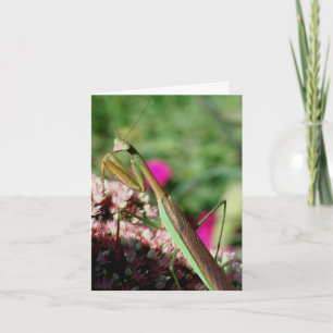 Nota de fotografía de la naturaleza de la mantis r