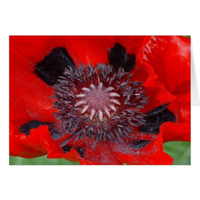 Nota de Scarlet O' (Anverso (Horizontal))