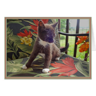 Nota del PUP Kitties 4