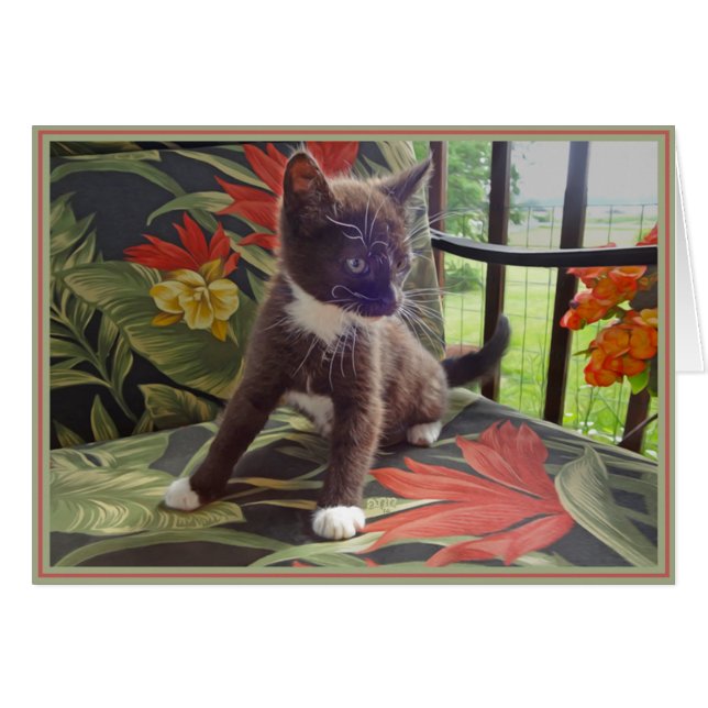 Nota del PUP Kitties 4 (Anverso (Horizontal))