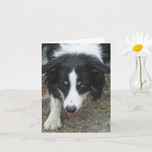 Nota personalizada del perro de la estrella de col