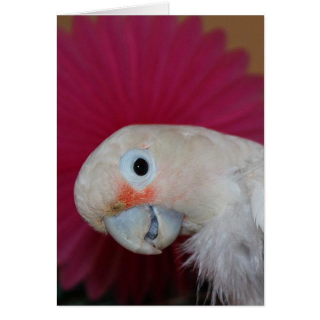 Nota rosa de Ella (Frente)