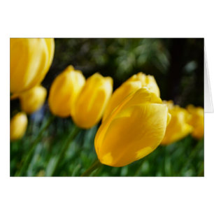 ¡Notas de los tulipanes del ~ de la primavera!