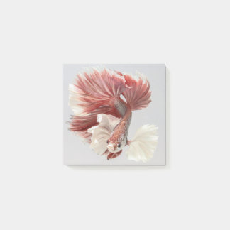 Notas de post-it de los pescados de Dumbo Betta