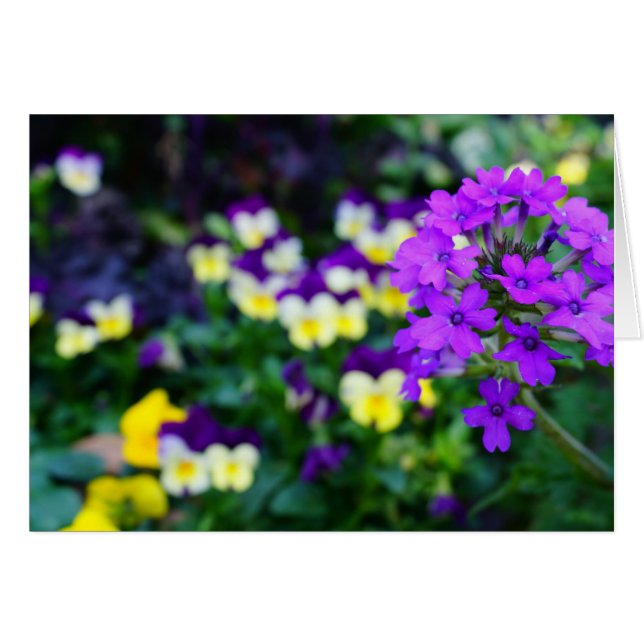Notas de primavera (Anverso (Horizontal))