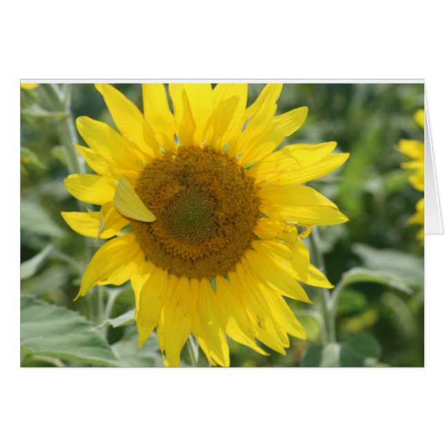 NOTAS DE SUNSHINE (Anverso (Horizontal))