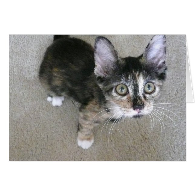 notas en blanco de kitten tontos (Anverso (Horizontal))