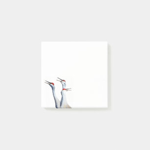 Notas Post-it® 3 Sandhill Cranes Photo 3x3 Post-it Notes