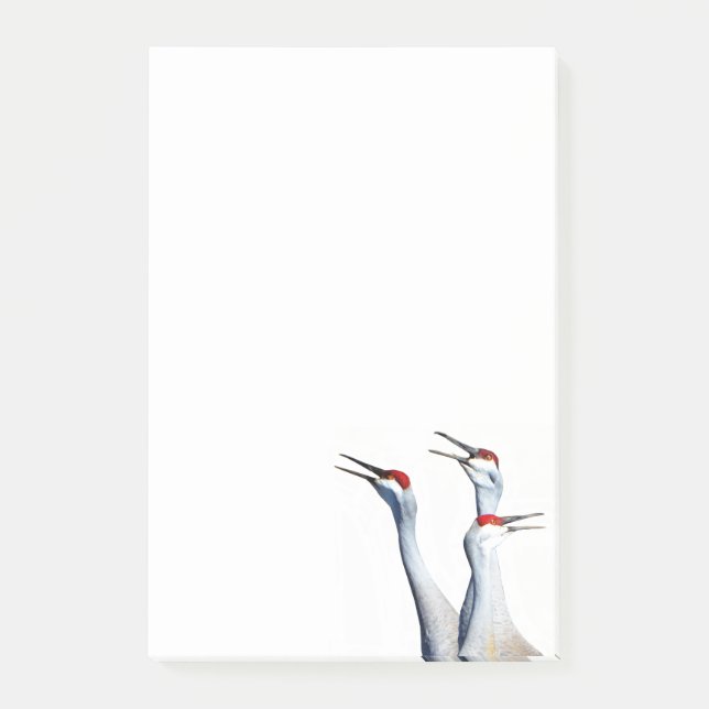 Notas Post-it® 3 Sandhill Cranes Photo 4x6 Notes (Anverso)