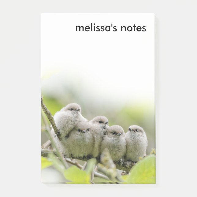Notas Post-it® Alarmante foto de la familia Songbirds de los anim (Anverso)