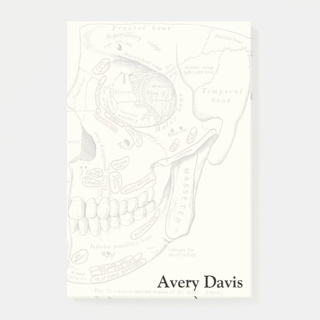 Notas Post-it® Anatomía de la cosecha Región anterolateral del cr (Anverso)