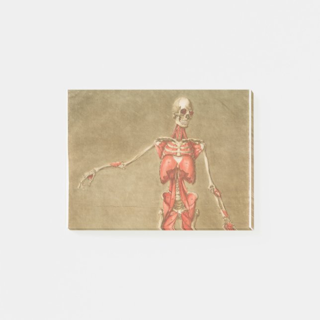 NOTAS POST-IT® ANATOMÍA SKELETON BONES SKELETON MUSCLE HUMAN ANAT (Anverso)