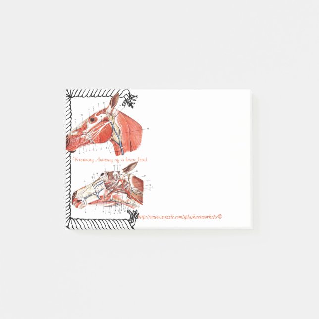Notas Post-it® "Anatomía veterinaria de una cabeza de caballo " (Anverso)