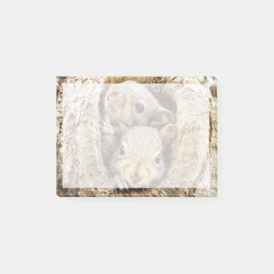 Notas Post-it® Animales de bebé más afectados Ardillas de bebé