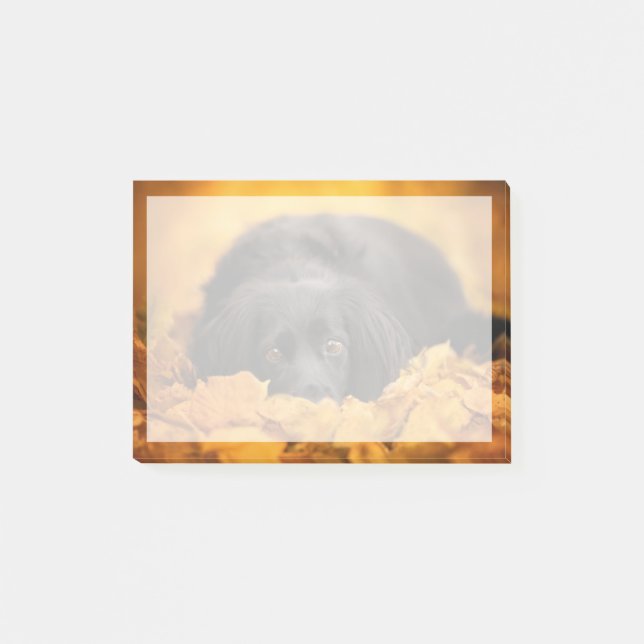 Notas Post-it® Animales de bebé más afectados | Cachorro español  (Anverso)