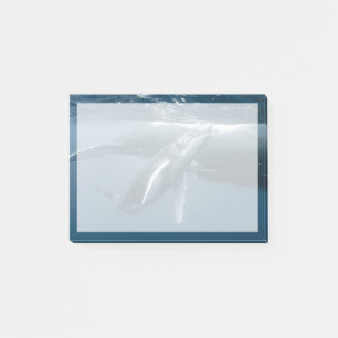 Notas Post-it® Animales de bebé más afectados Caldo de ballena