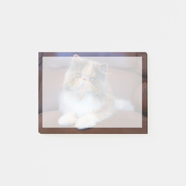 Notas Post-it® Animales de bebé más afectados | Calico Persian Ki (Anverso)