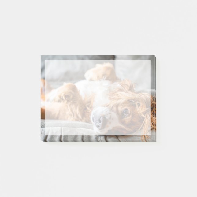 Notas Post-it® Animales de bebé más afectados | Cocker Spaniel (Anverso)