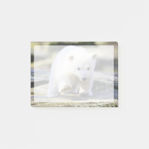 Notas Post-it® Animales de bebé más afectados Cubo de oso polar