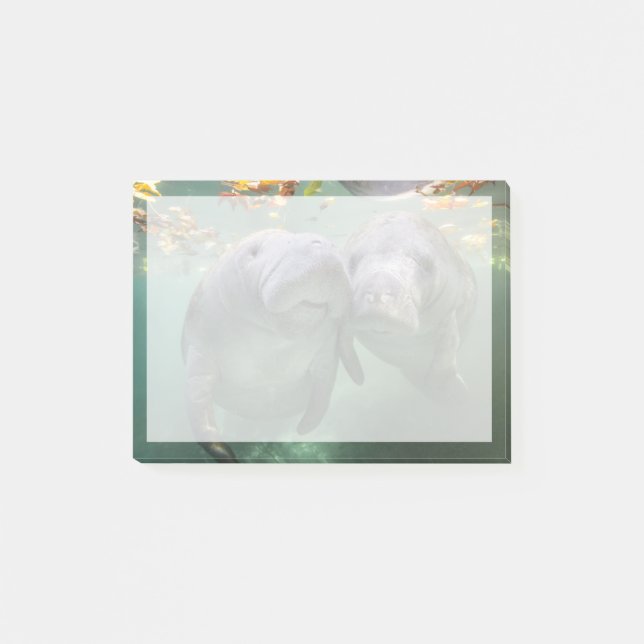 Notas Post-it® Animales de bebé más afectados | Dos Manatíes (Anverso)