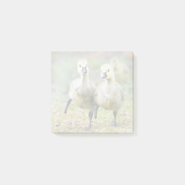 Notas Post-it® Animales de bebé más afectados | Goslings Canadien (Anverso)