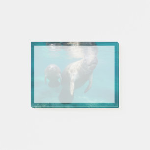 Notas Post-it® Animales de bebé más afectados   Manatee & Baby