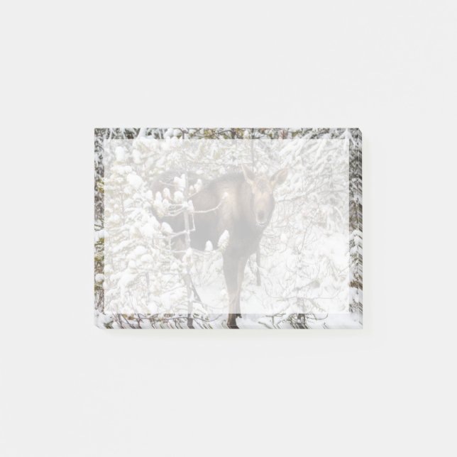 Notas Post-it® Animales de bebé más afectados | Moose Calf (Anverso)