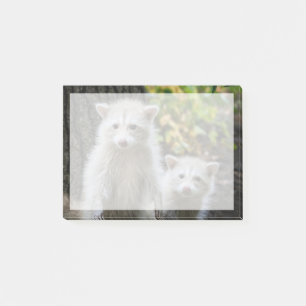 Notas Post-it® Animales de bebé más afectados Racconones jóvene