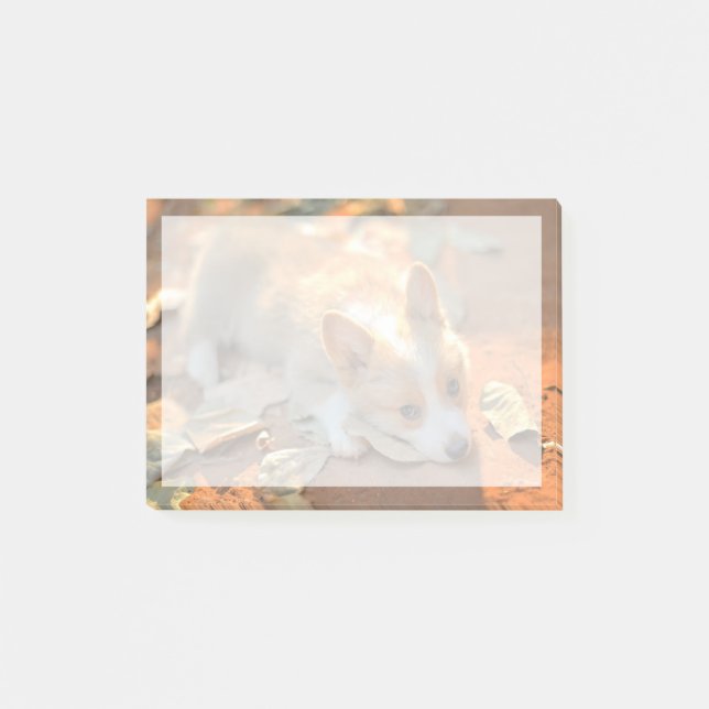 Notas Post-it® Animales de bebé más afectados | Shy Corgi (Anverso)