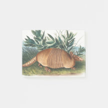 Armadillo dorado beige de nueve bandas