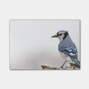 Notas Post-it® Arrendajo azul en invierno