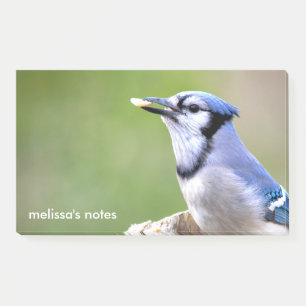 Notas Post-it® Ave de Jay azul lindo con cacahuete