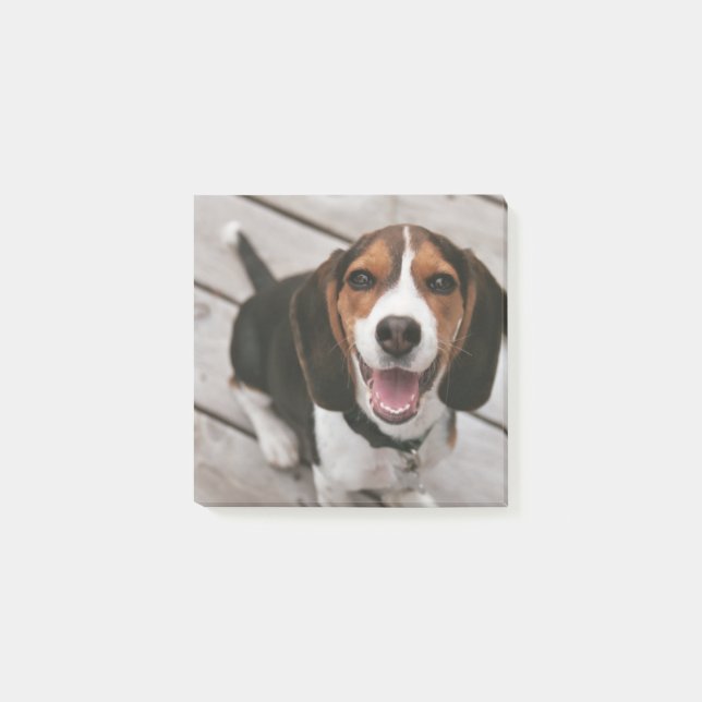 Notas Post-it® Beagle_puppy sentado (Anverso)
