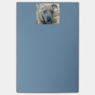 Notas Post-it® Brindle Pit Bull con una foto de Shirley Taylor