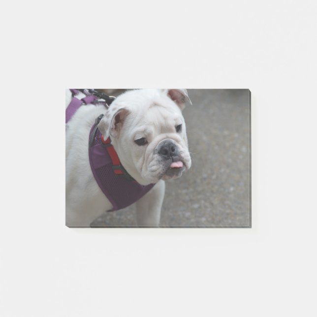 Notas Post-it® Bulldog adorable (Anverso)