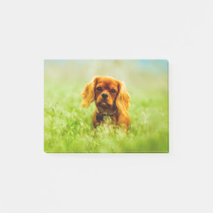 Notas Post-it® Cachorro en campo