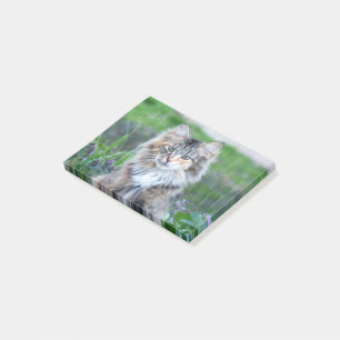 Notas Post-it® Calico Cat