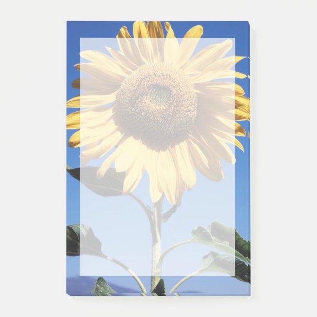 Notas Post-it® California, un girasol mamut (Helianthus) 3 (Anverso)