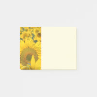 Campo amarillo de girasoles, fotografía